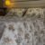 Parure de Lit Jardin d’Or – Fleurs Gris Perle & Miel Antique