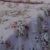 Screenshot Parure de Lit Rosée Vintage – Bouquet Romantique Fleuri